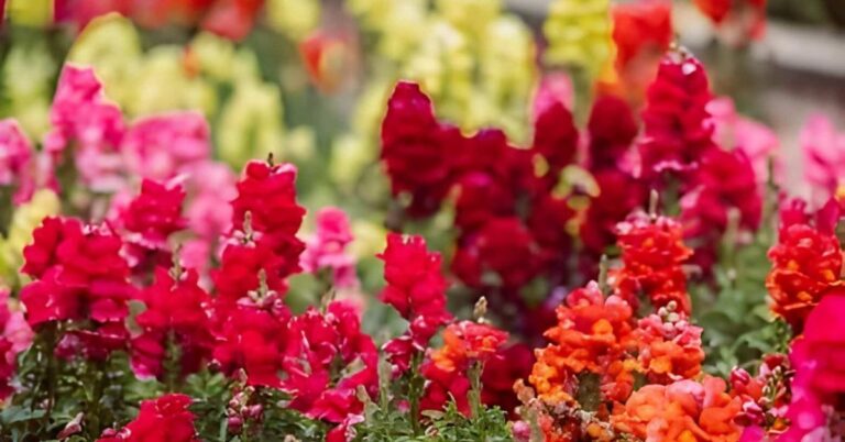 Snapdragon flower meaning