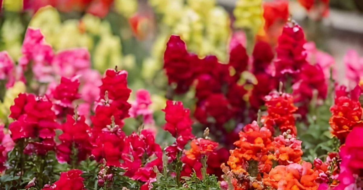 Snapdragon flower meaning