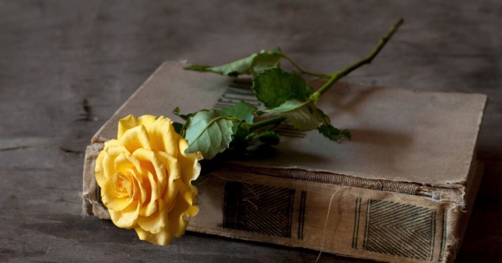 The Meaning Symbolism and History of Yellow Roses