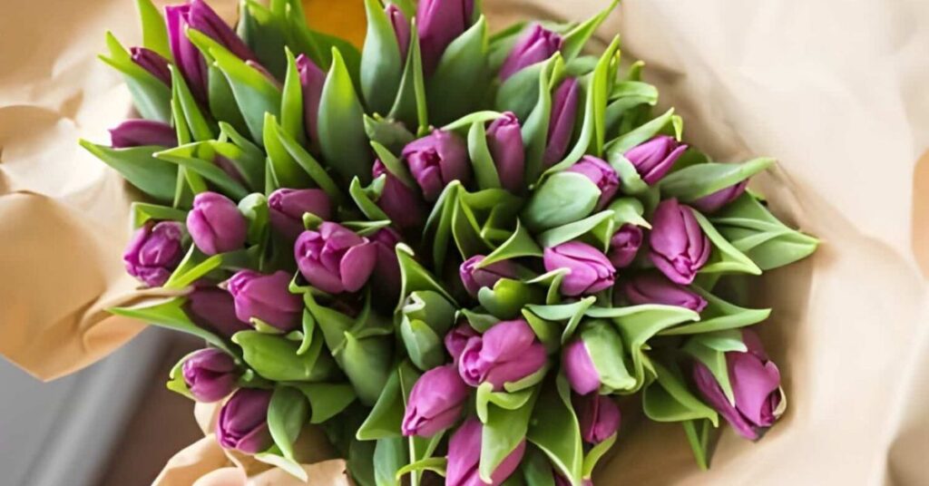 Tulip Purple Flowers Meaning