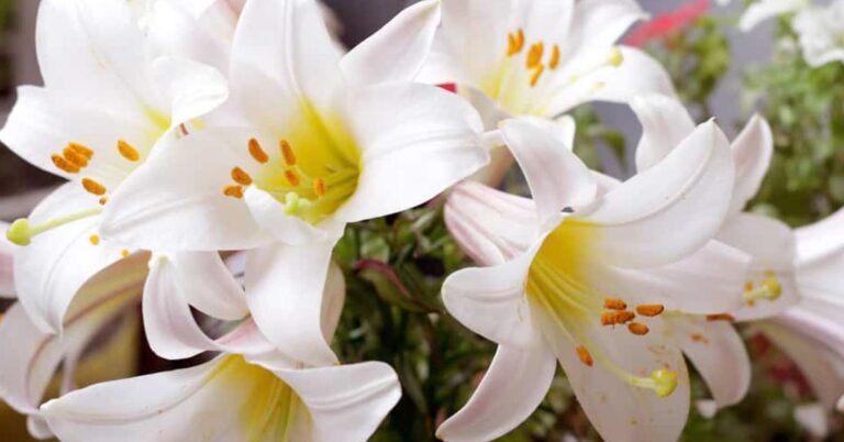 What is the Meaning of the Lily Flower