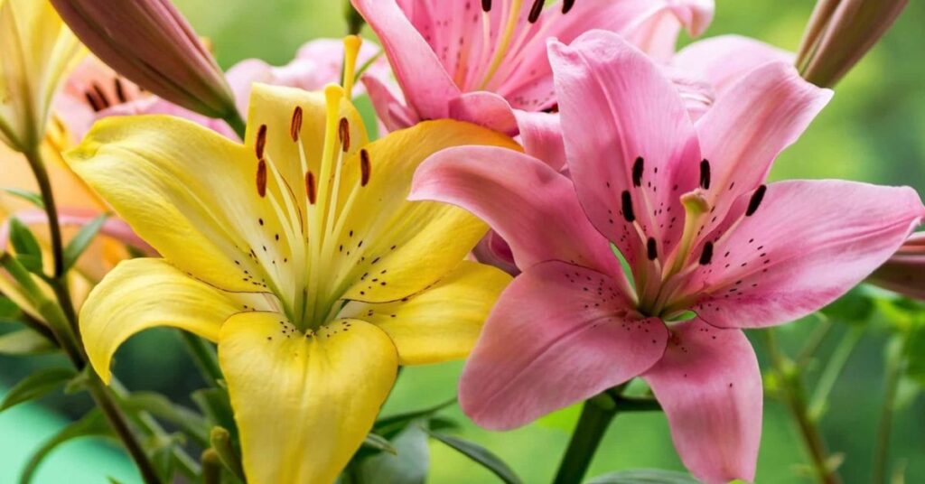 What is the Meaning of the Lily Flower