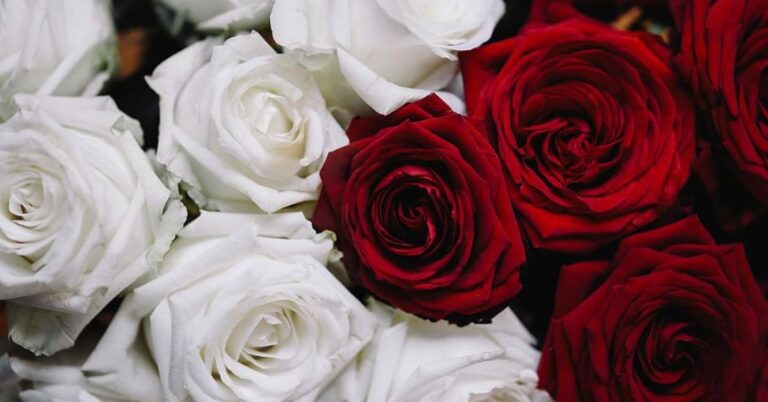 White Roses or Red Roses