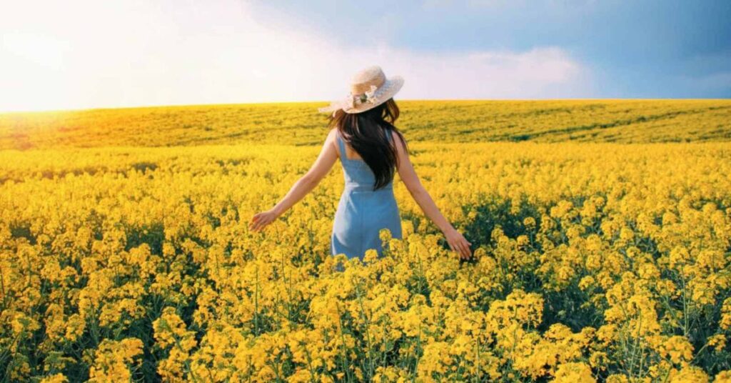 Yellow Roses Happiness