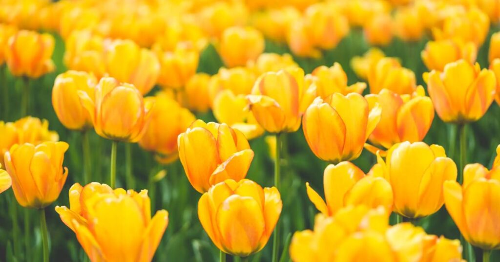 Yellow Tulips