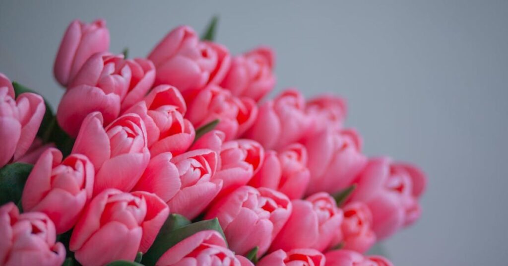 pink tulips.jpg