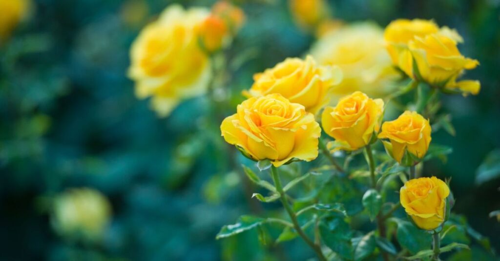 symbolism of yellow roses