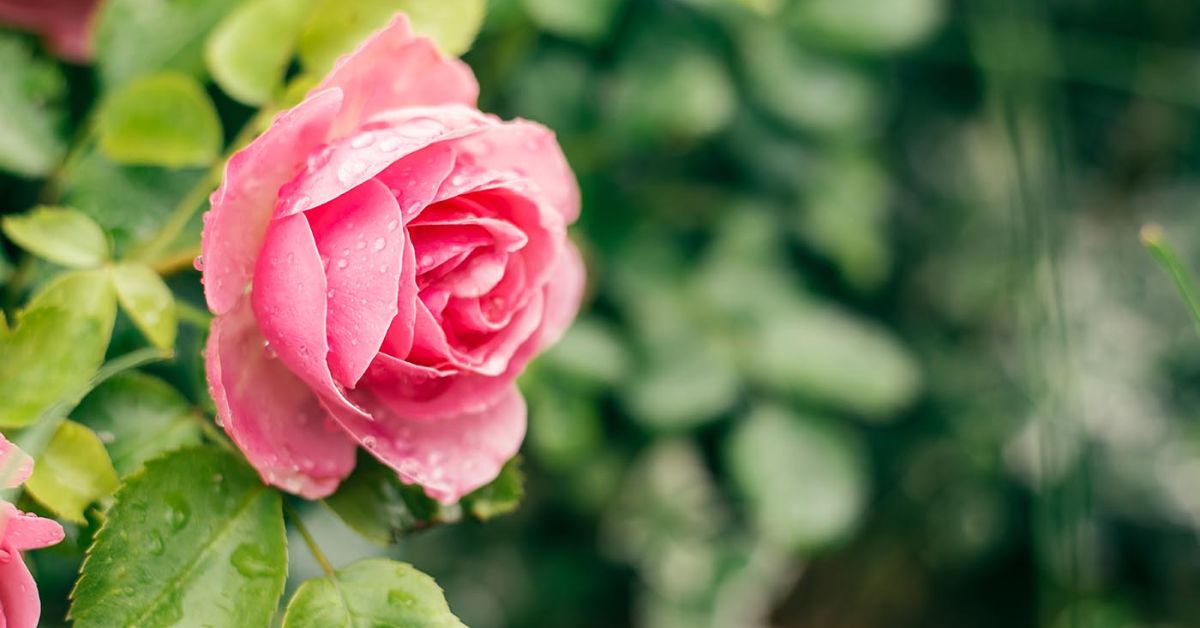 Fibonacci numbers secret formula flowers