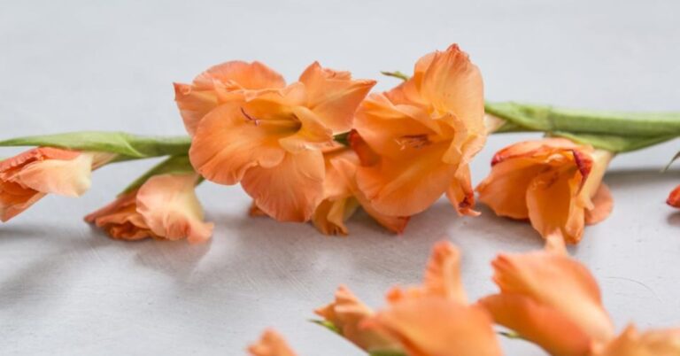 Gladiolus From caretaking to symbolism