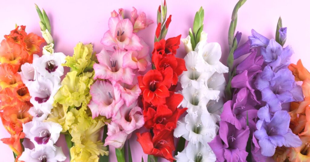 Large-flowering gladioli