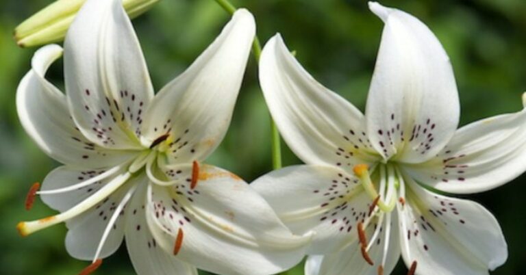 Meaning of Lily Flowers