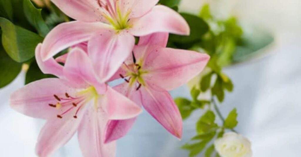 Pink lilies Meaning of Lily Flowers