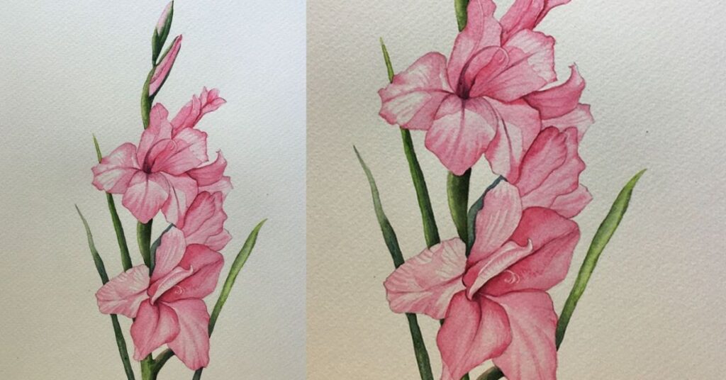 Plant GLADIOLUS
