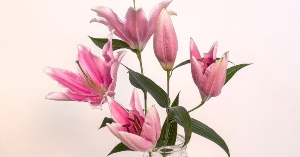 Purple lilies Meaning of Lily Flowers