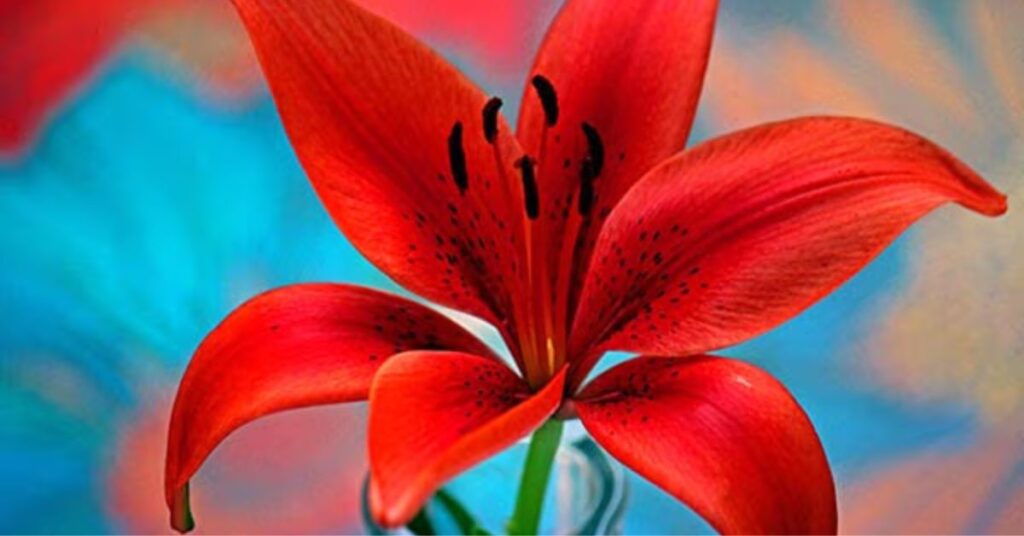 Red lilies Meaning of Lily Flowers