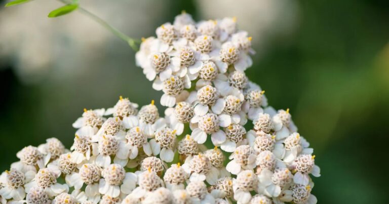 Yarrow A strong and courageous flower