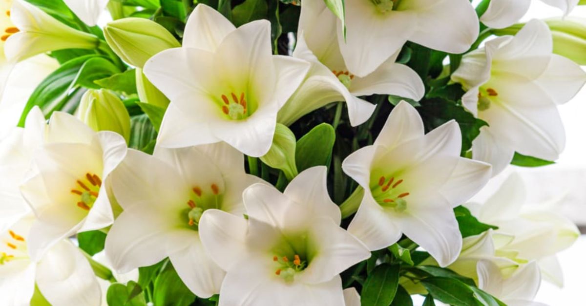 lily remarkable flower bursting with symbolism