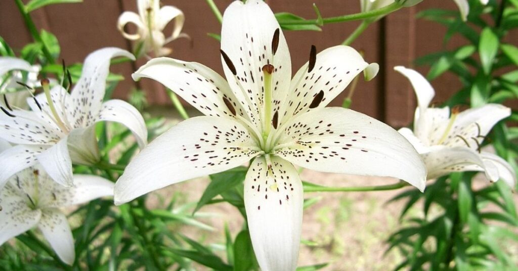 white lilies Meaning of Lily Flowers