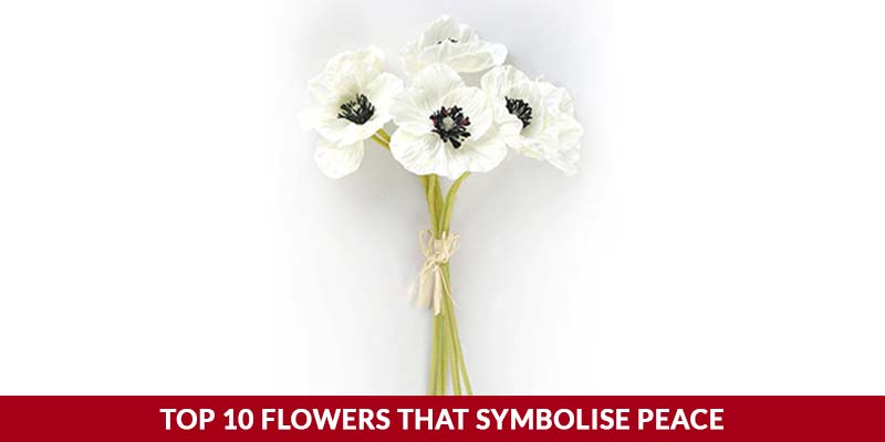Flowers That Symbolize Peace and Why