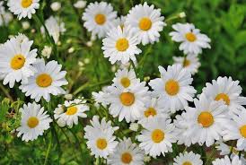 Flowers That Symbolize Peace and Why