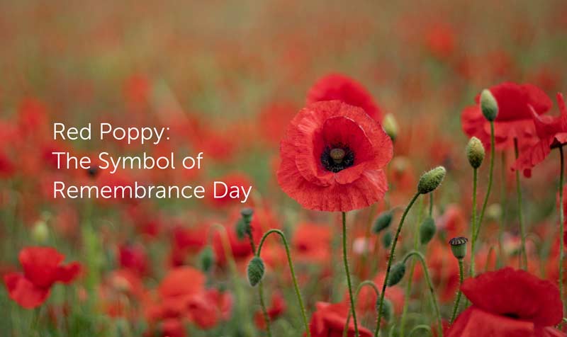 Poppy as a Symbol of Remembrance