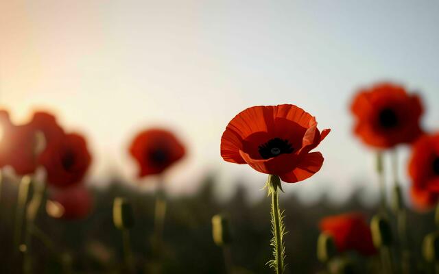 significance of poppy