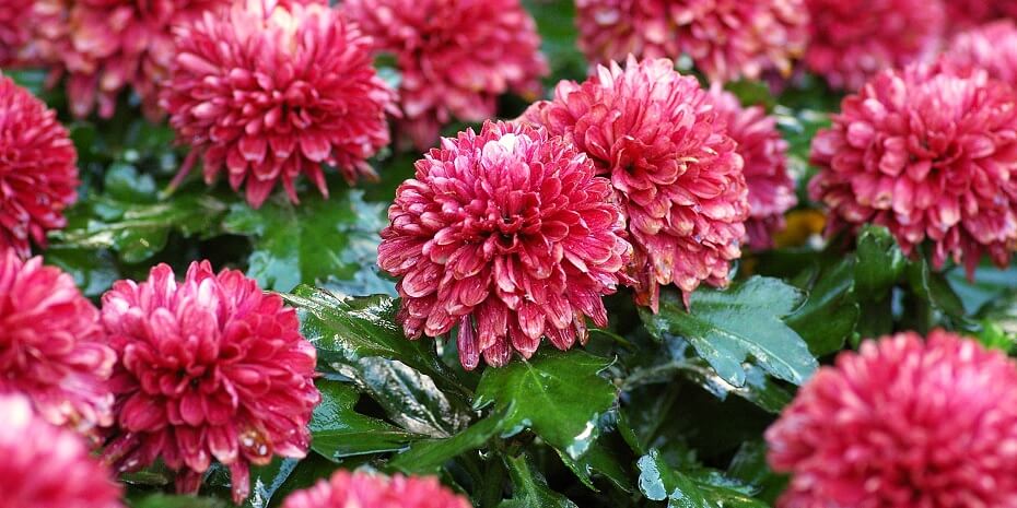 flowers that represent loyalty