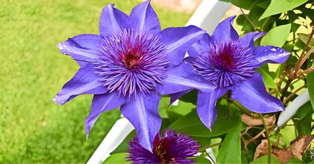 flowers that represent loyalty