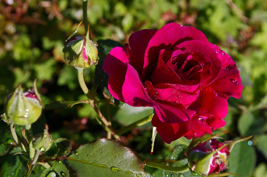 flowers that represent loyalty