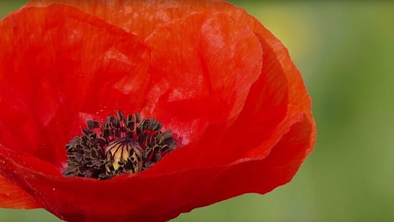 poppy a symbol of Remembrance