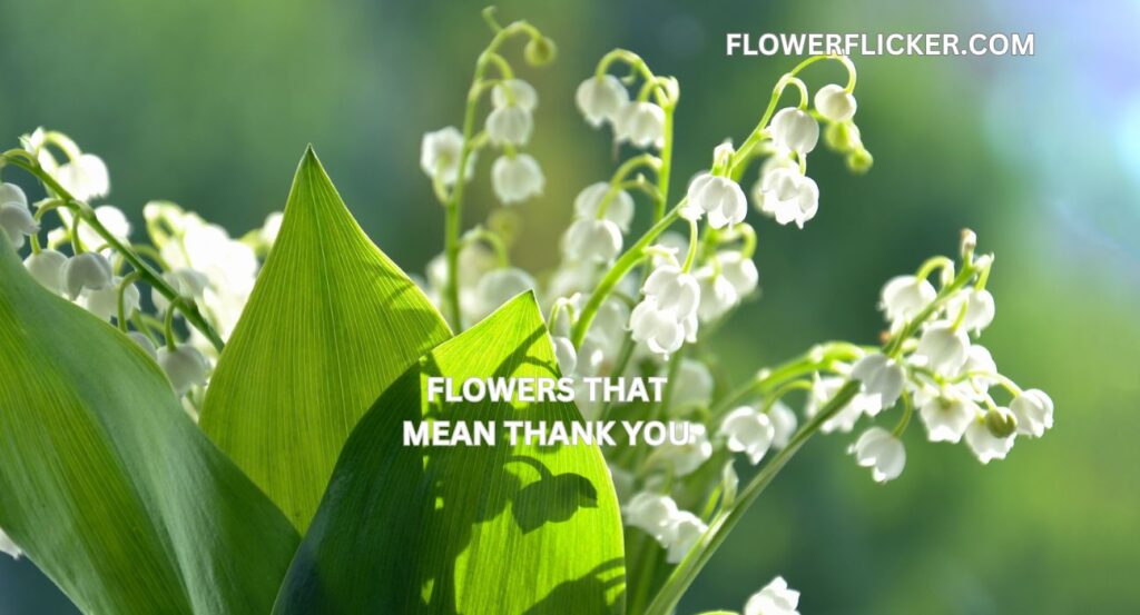 Flowers That Mean Thank You