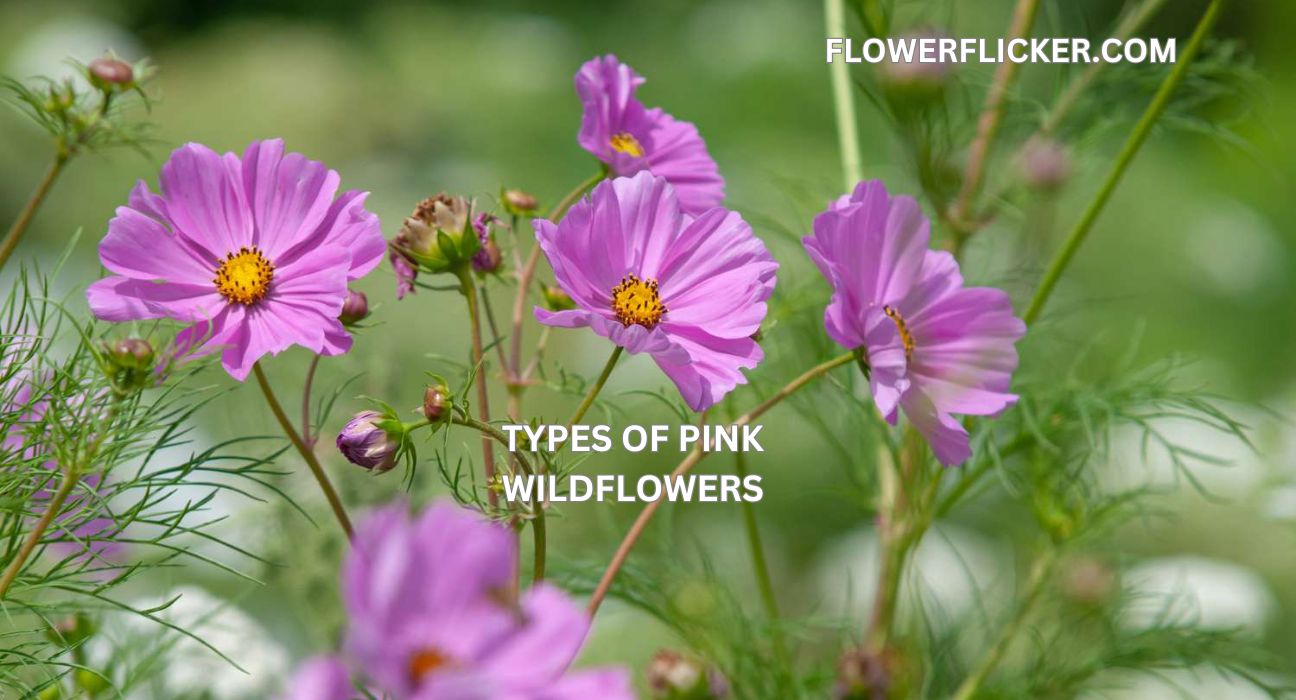 Types Of Pink Wildflowers