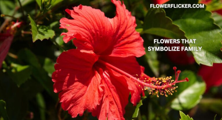 Flowers That Symbolize Family