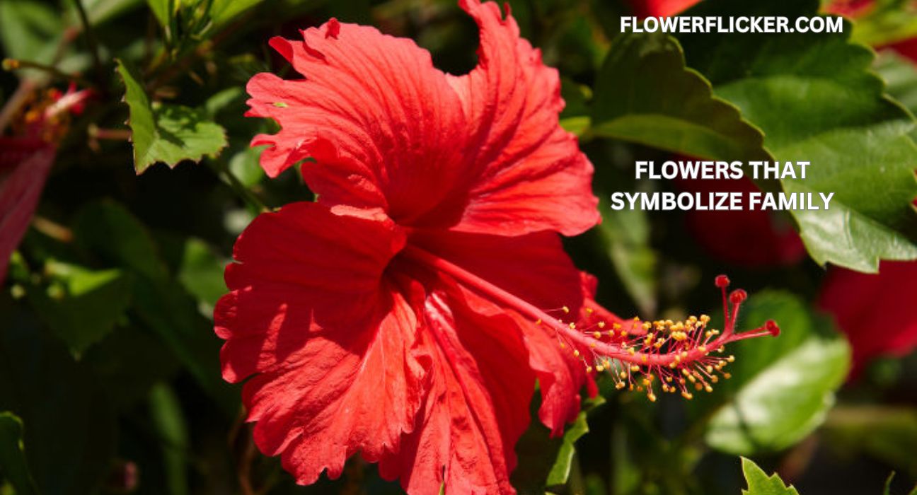 Flowers That Symbolize Family