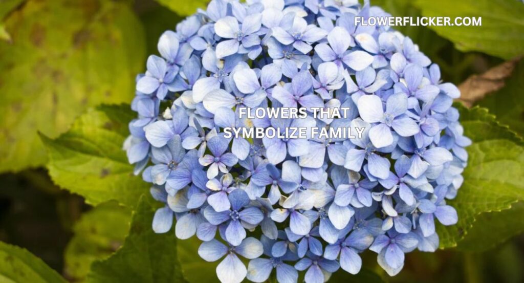 Flowers That Symbolize Family