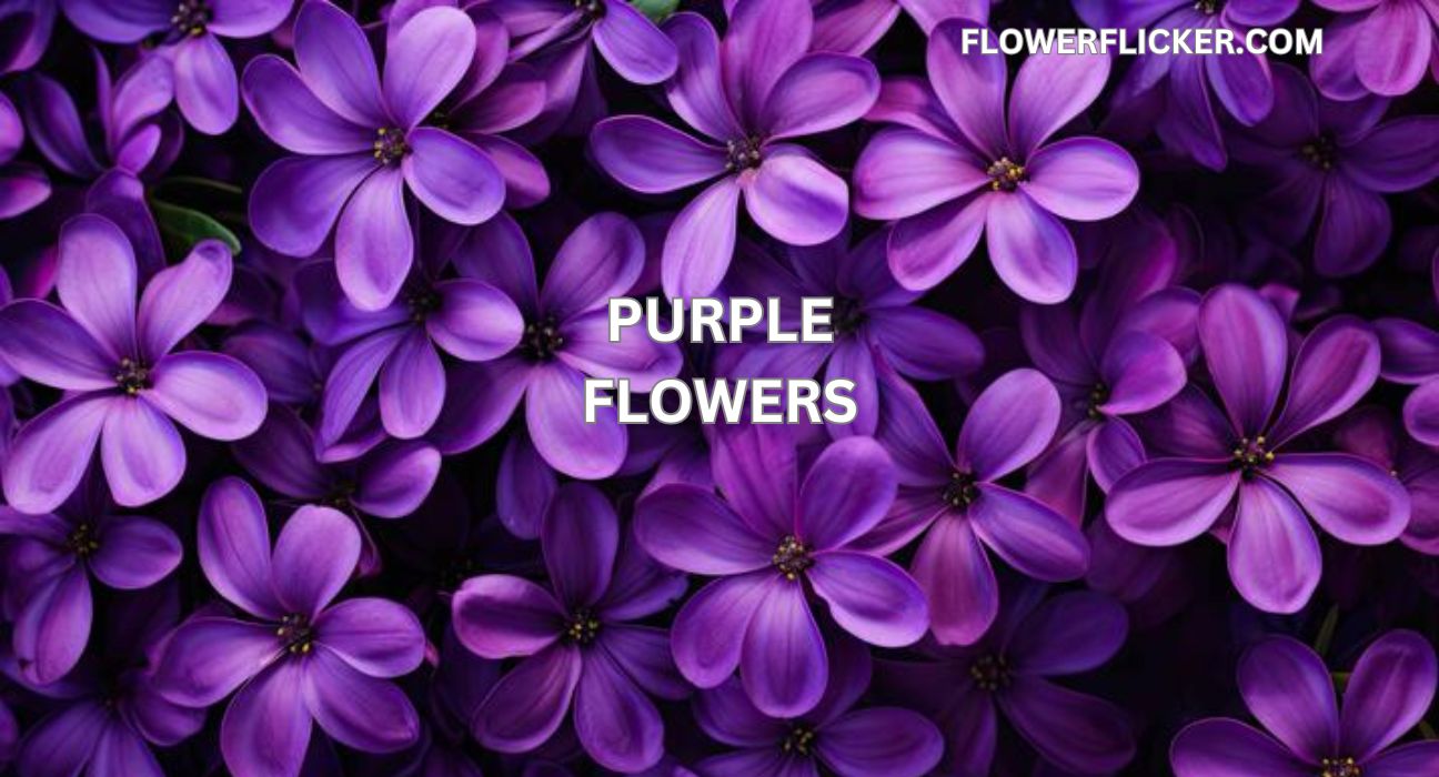 purple flowers