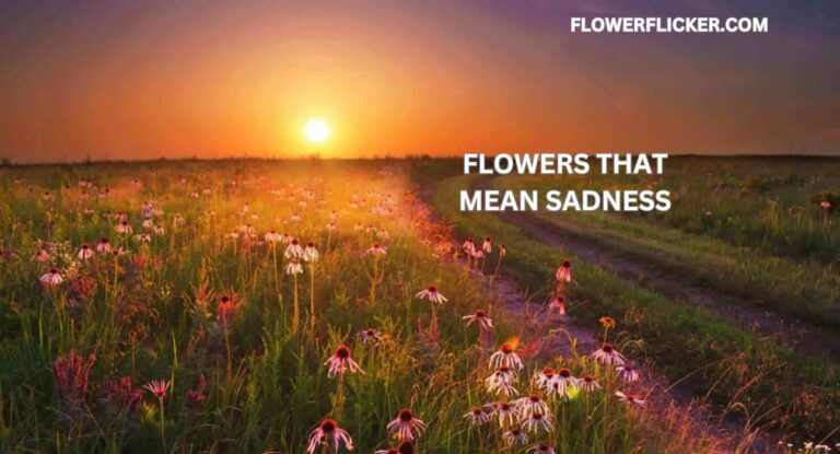 Flowers That Mean Sadness