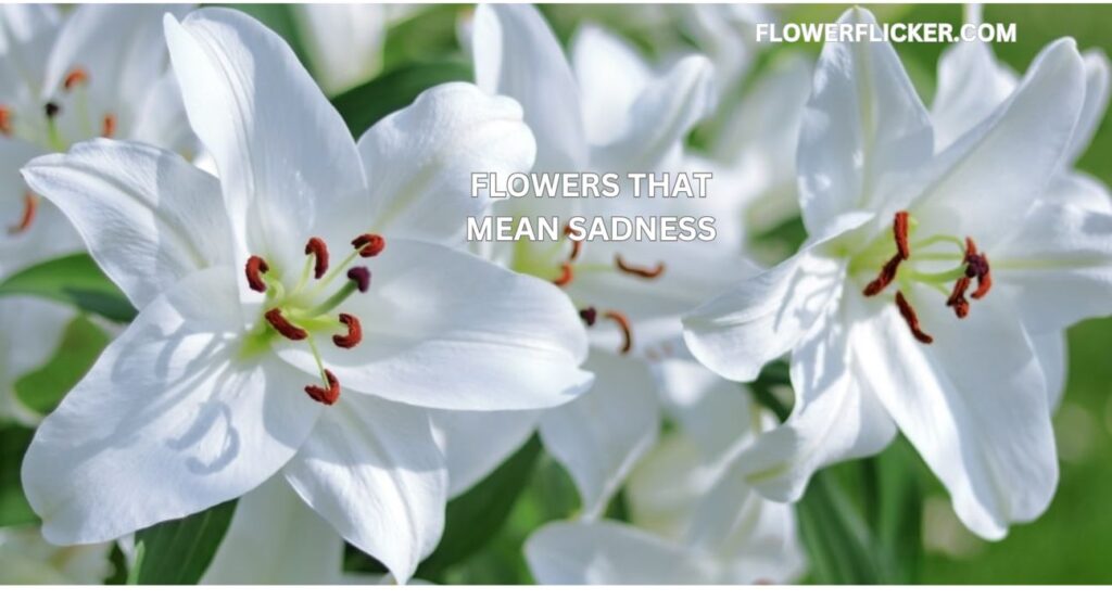 Flowers That Mean Sadness