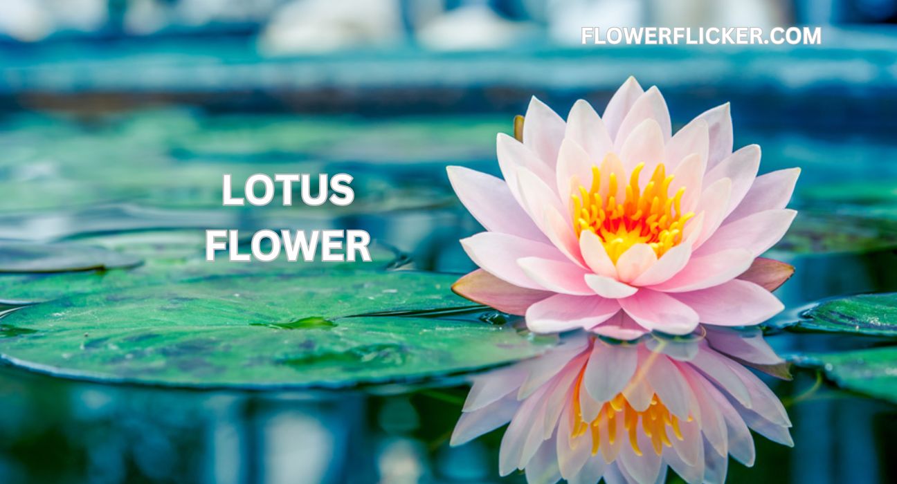 lotus flower
