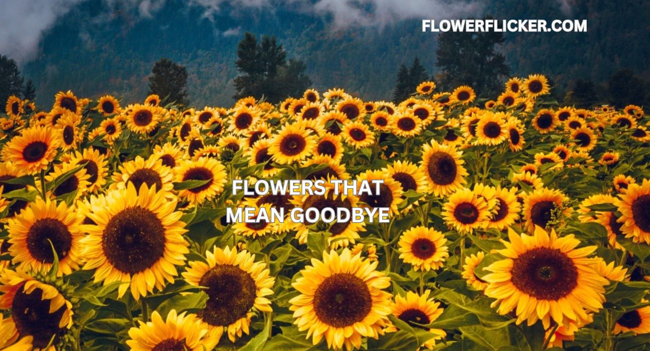 Flowers That Mean Goodbye