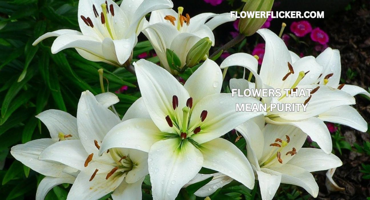 Flowers That Mean Purity