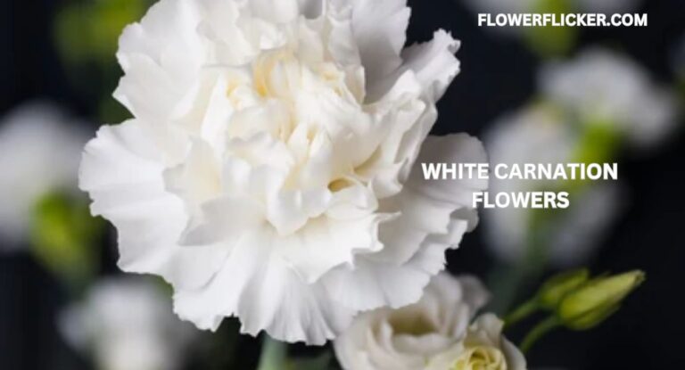 White Carnation Flowers