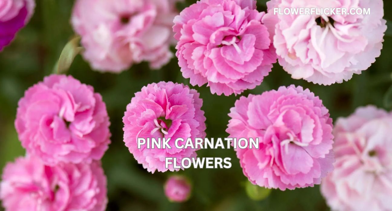 Pink Carnation Flowers