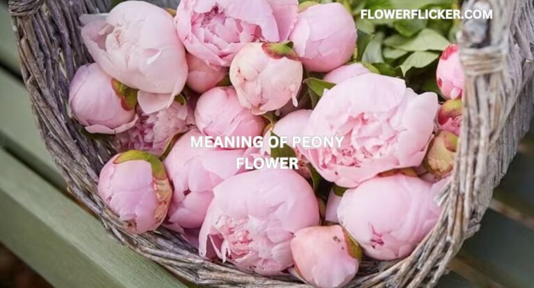 Meaning of Peony Flower