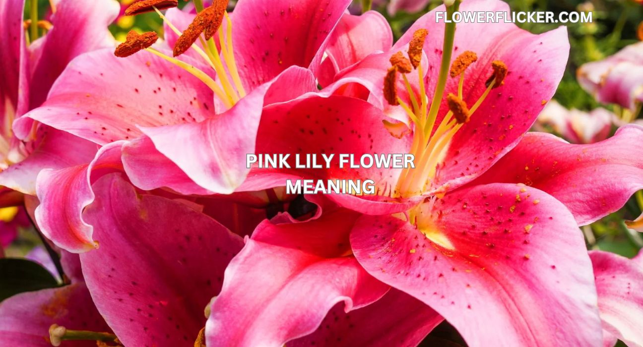 Pink Lily Flower Meaning