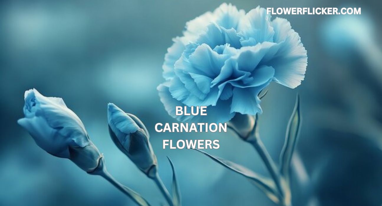 Blue Carnation Flowers