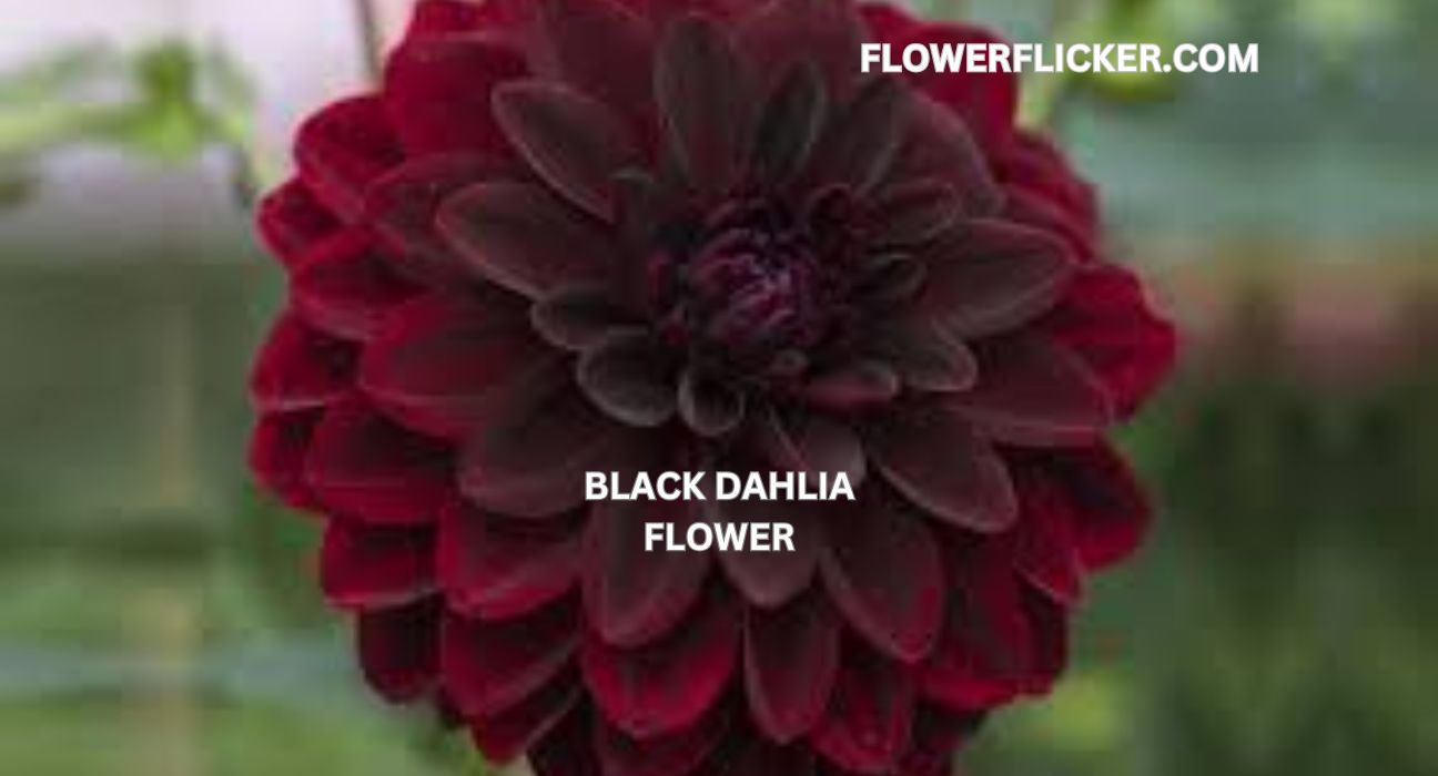 black dahlia flower