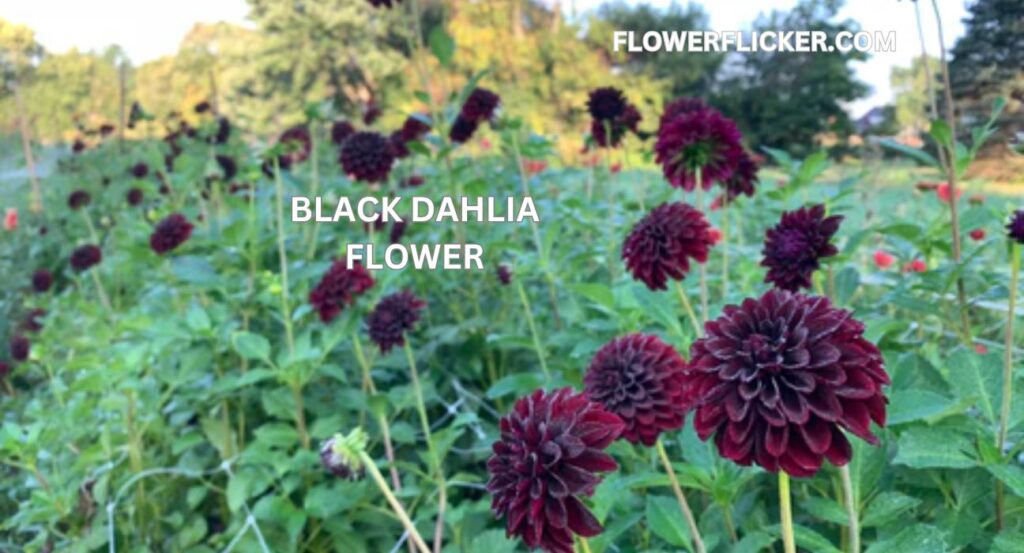 black dahlia flower