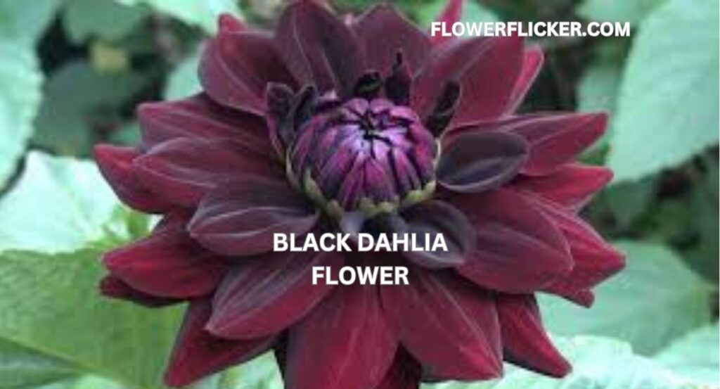 black dahlia flower