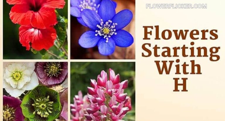 flowers that start with h